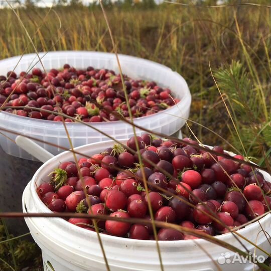 Морошка Лесные Ягоды свежие