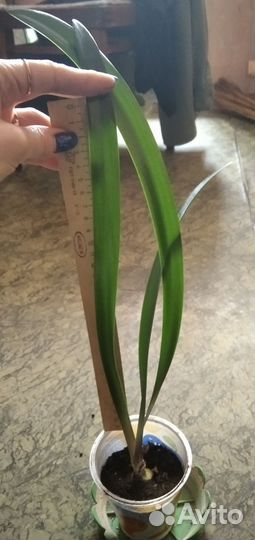 Гиппеаструм