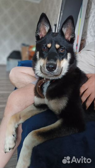 Ищем добрые руки