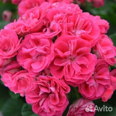 Пеларгония герань сортовая