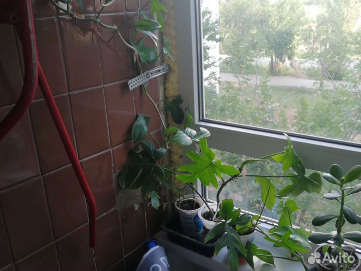 Комнатные растения:хойя,фиалка,алоэ,денежное дер