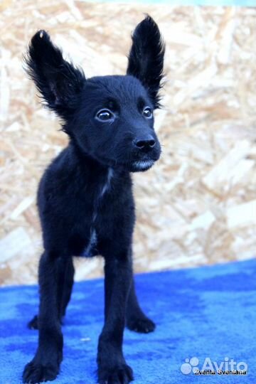 Ксолоитцкуинтли среднего размера