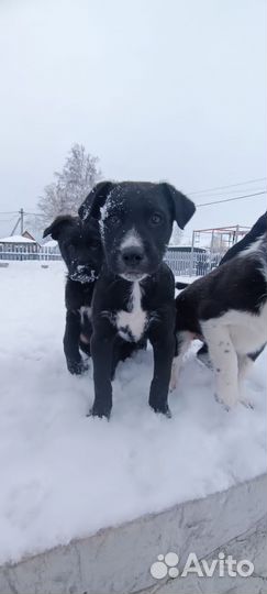 Щенок чёрной овчарки