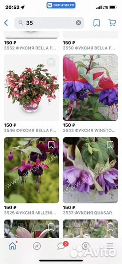 Фуксия в горшке 0,500