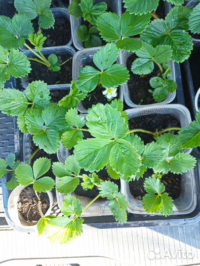 Рассада клубники