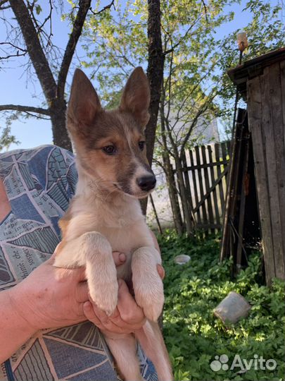 Щенки метисы