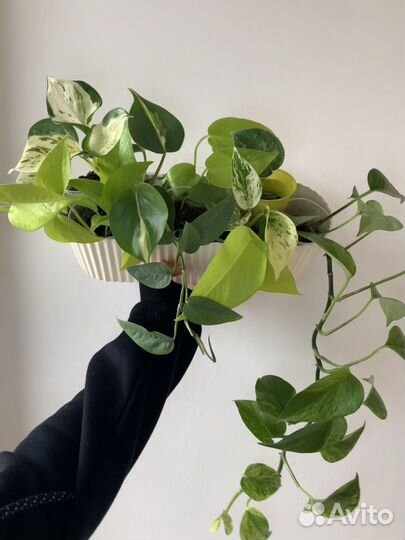 Свежак Фил неон треби сциндапсус