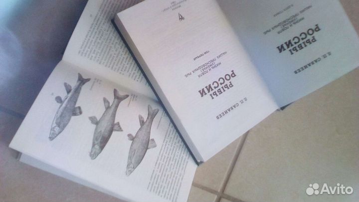 Рыбы России. ;