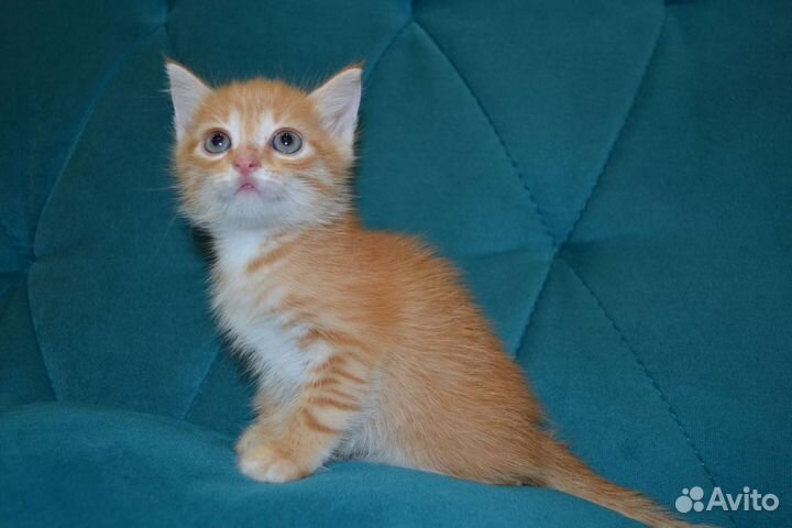 Прекрасный Котёнок девочка в добрые руки