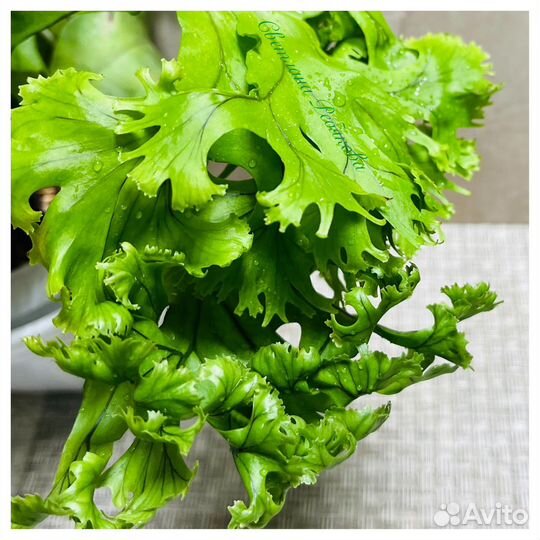 Микросорум punctatum mermaid tail