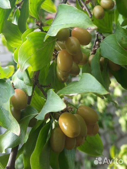 Кизил, саженцы Зизифуса