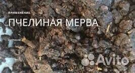Мерва пчелиная