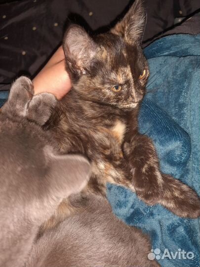 Домашние животные