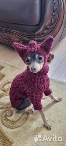 Одежда для собаки