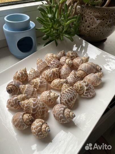 Морские ракушки раковины