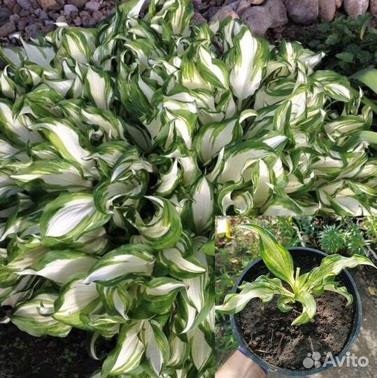 Саженцы декоративных растений