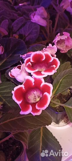 Глоксинии(некоторые цветущие) и др. цветы