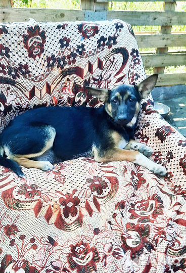 Собака в добрые руки