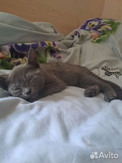 Отдам в добрые руки