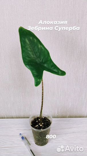 Алоказии разные