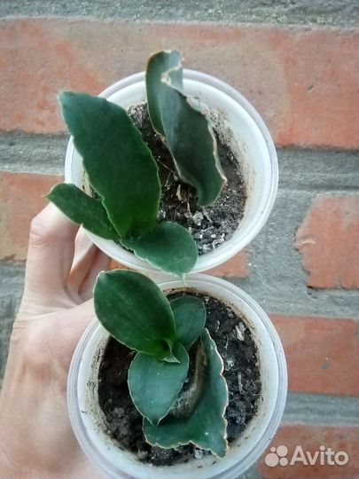 Сансевиерии 3 - Муншайн, Самурай