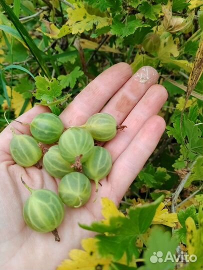 Садовые цветы и растения