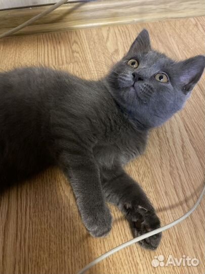 Британские котята