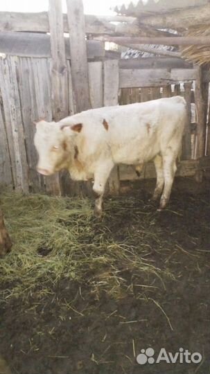 Бычки и быки