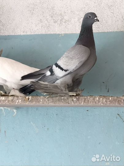Продажа голубей