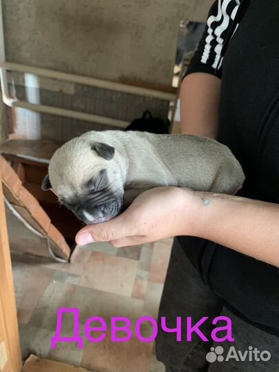 Щенки амстаффа