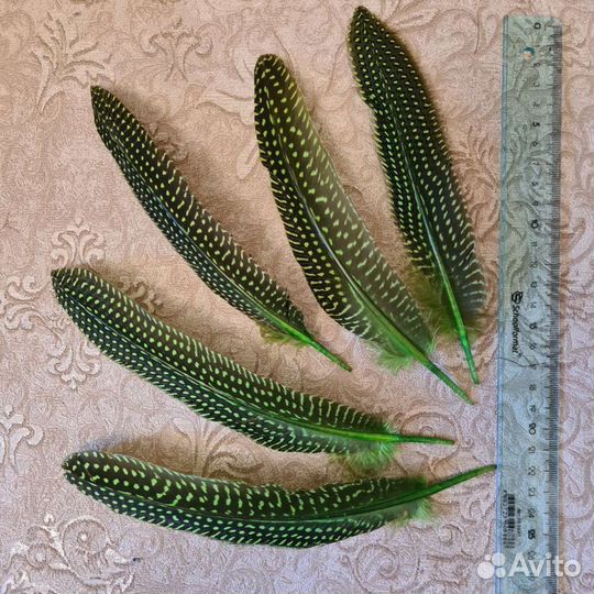 Перья цесарки для творчества