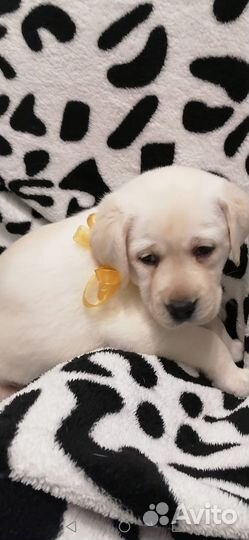 Продам щенка лабрадора
