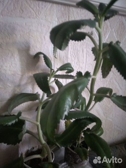 Каланхоэ лечебный, алоэ столетник