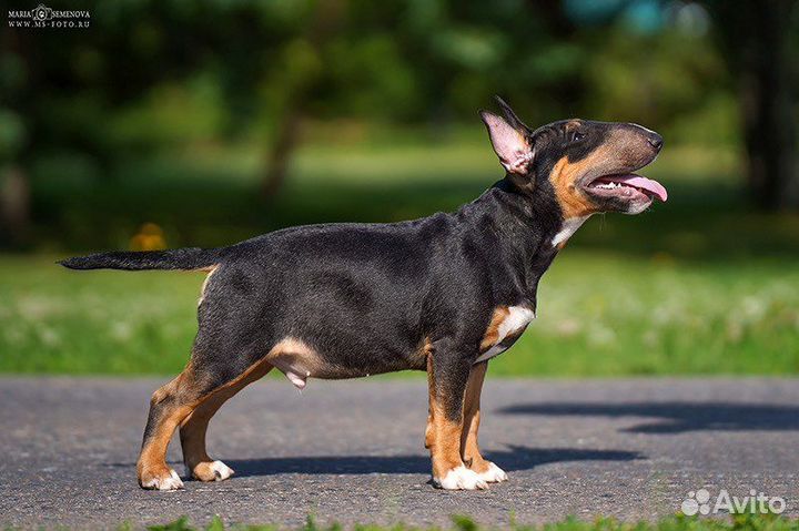 Миниатюрный бультерьер