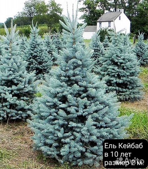 Голубые ели