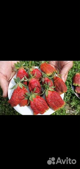 Рассада клубники Купчиха