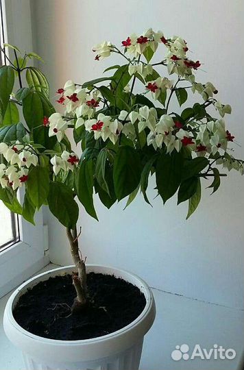 Клеродендрум томпсон