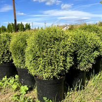 Туя шаровидная Тини Тим