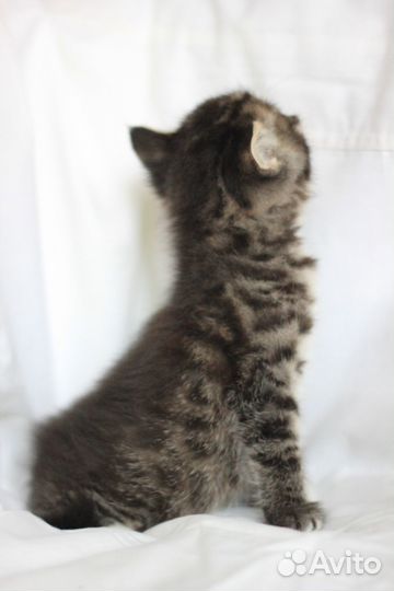 Мужичок пуховичок ищет дом