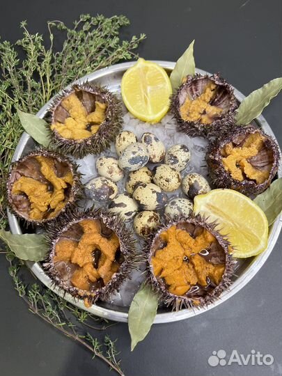 Морские ежи живые