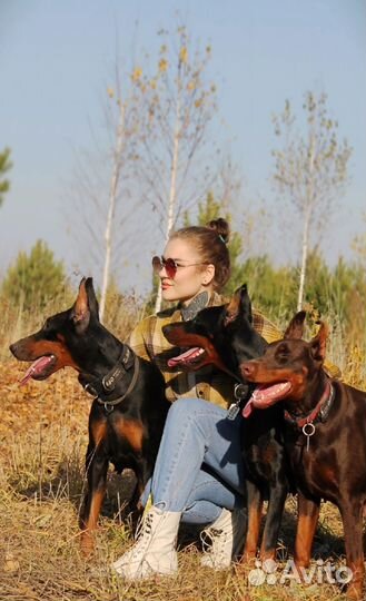 Кинолог/Хендлер