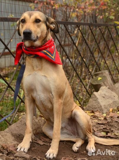 В добрые руки умница Сьюзи