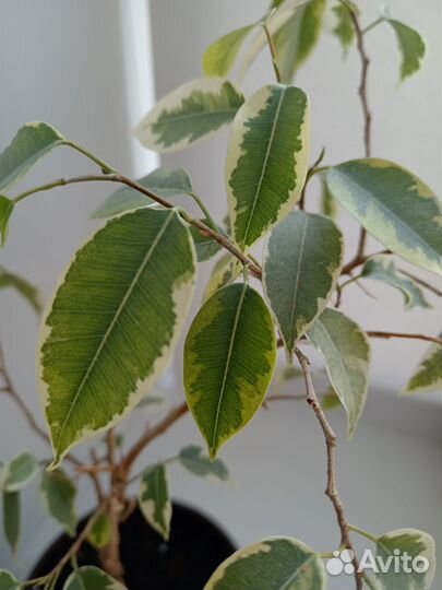 Комнатные цветы