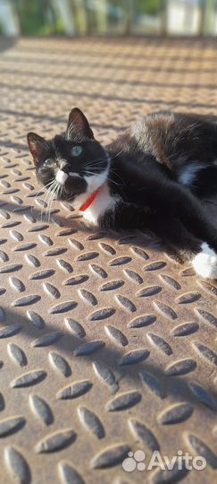 Кошка в дар