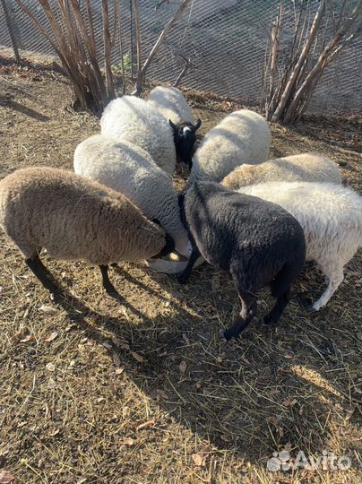 Овцы бараны ягнята