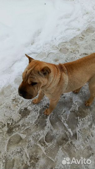 Собака, порода шарпей,девочка, 8 мес