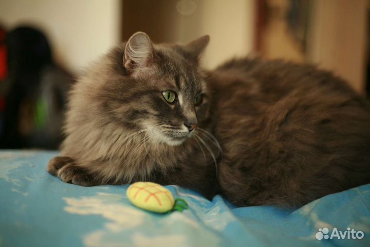 Кошечка ищет дом