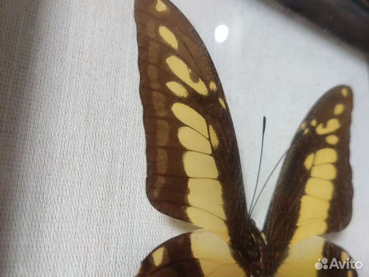 Бабочка под стеклом, картина