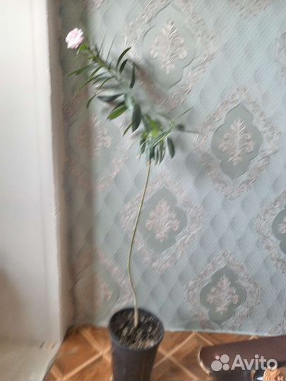 Олеандр махровый