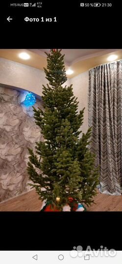 Ель новогодняя живая